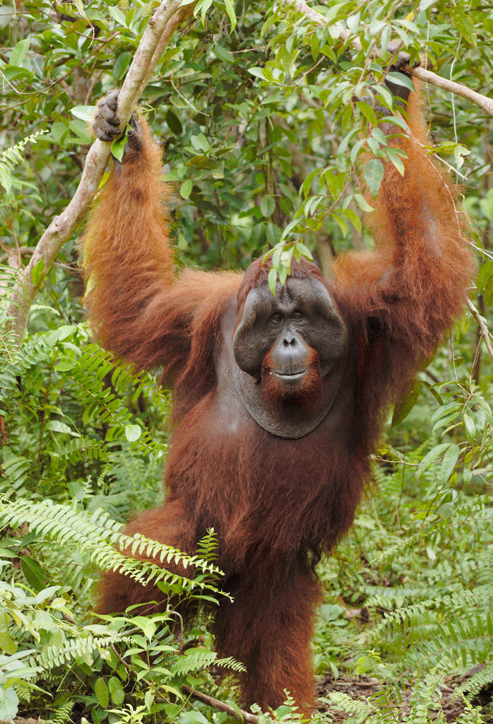 the orangutan foundation takeover! Big Wild Thought
