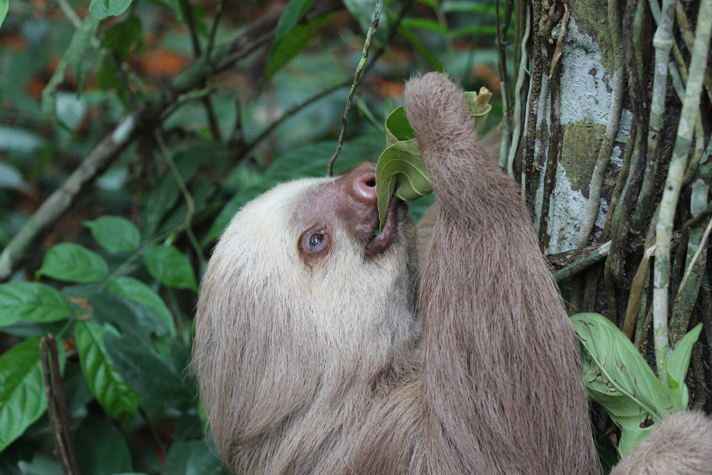 the sloth conservation foundation takeover! Big Wild Thought